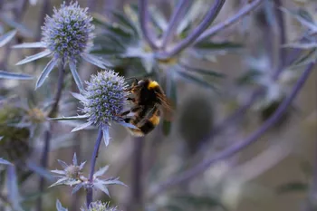 Bees on Echinops 2024 3.jpg